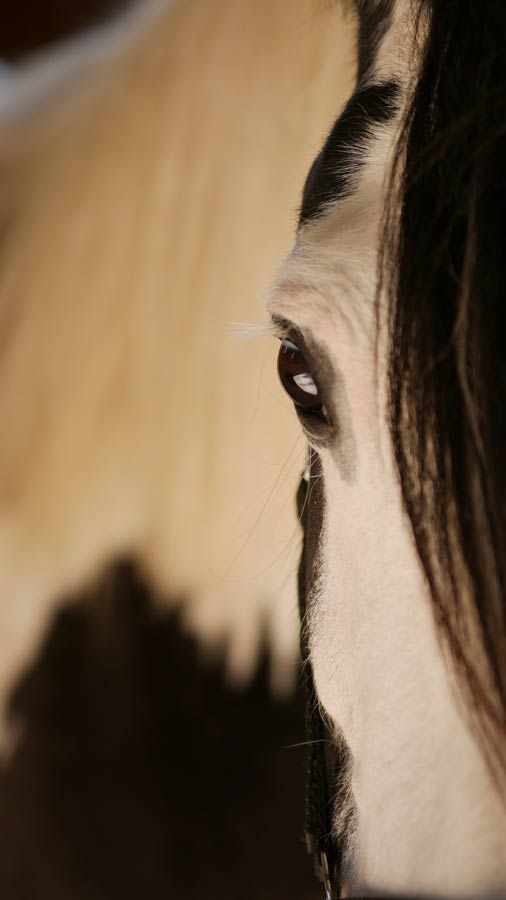 Auge von Amy - Tinker