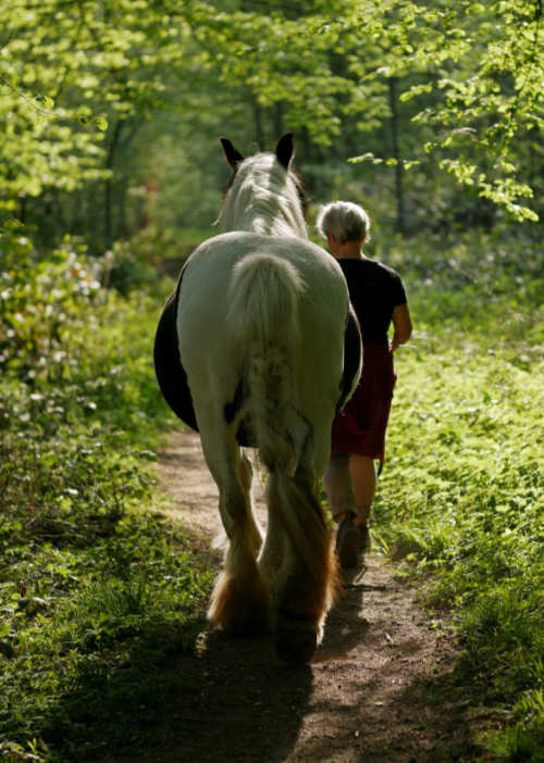 Wandern mit Pferd und Therapiegespräche führen